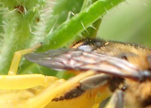 Réf. 270 841 : Megachile sp.